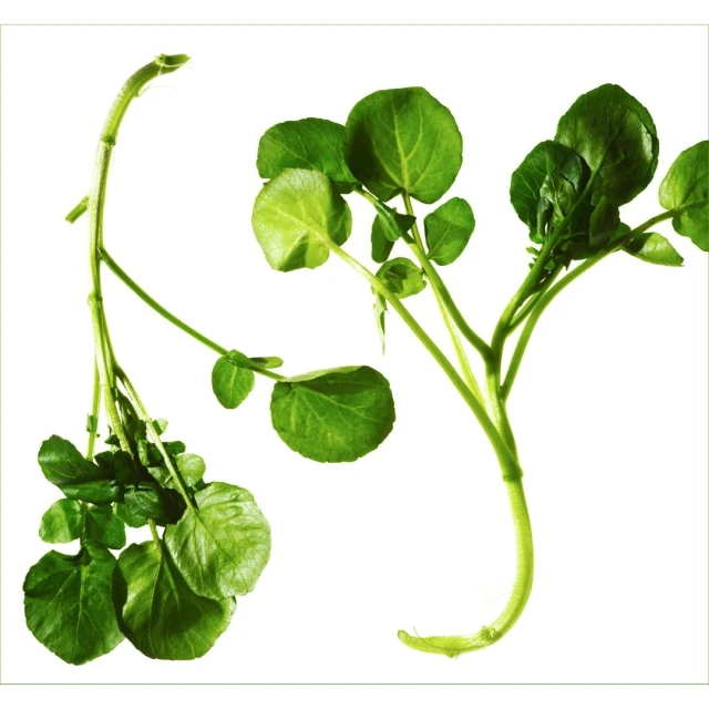 Brightly lit studio shot of two sprigs of vibrant green watercress against a stark white backdrop, perfect for showcasing freshness.