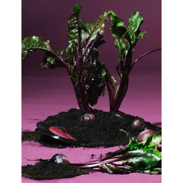 Studio shot of beet plants with green leaves and dark red stems growing from dark soil, set against a light purple background.