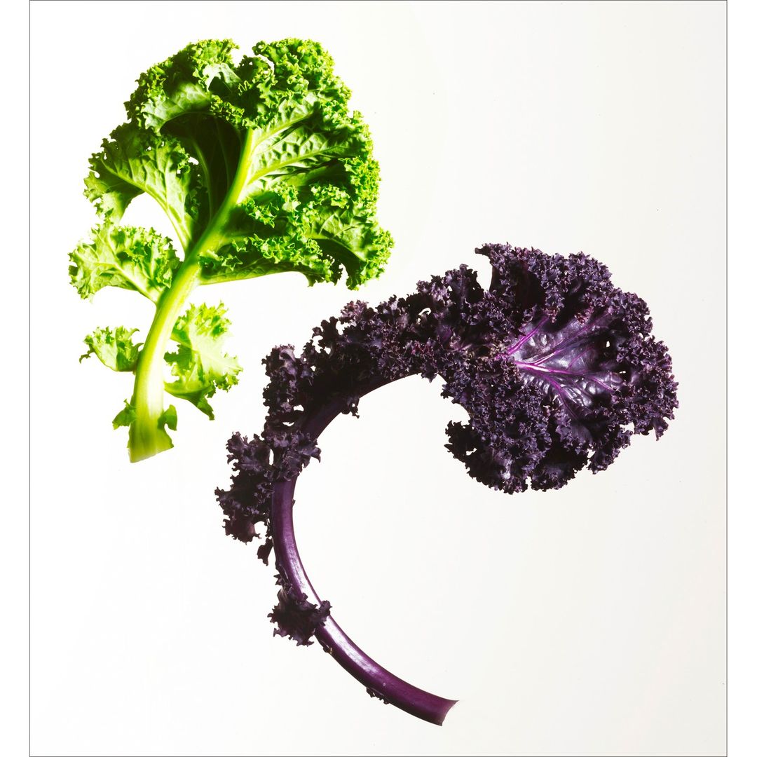Studio shot of vibrant green and purple kale leaves against a bright white backdrop, highlighting the textures and colors of fresh produce.