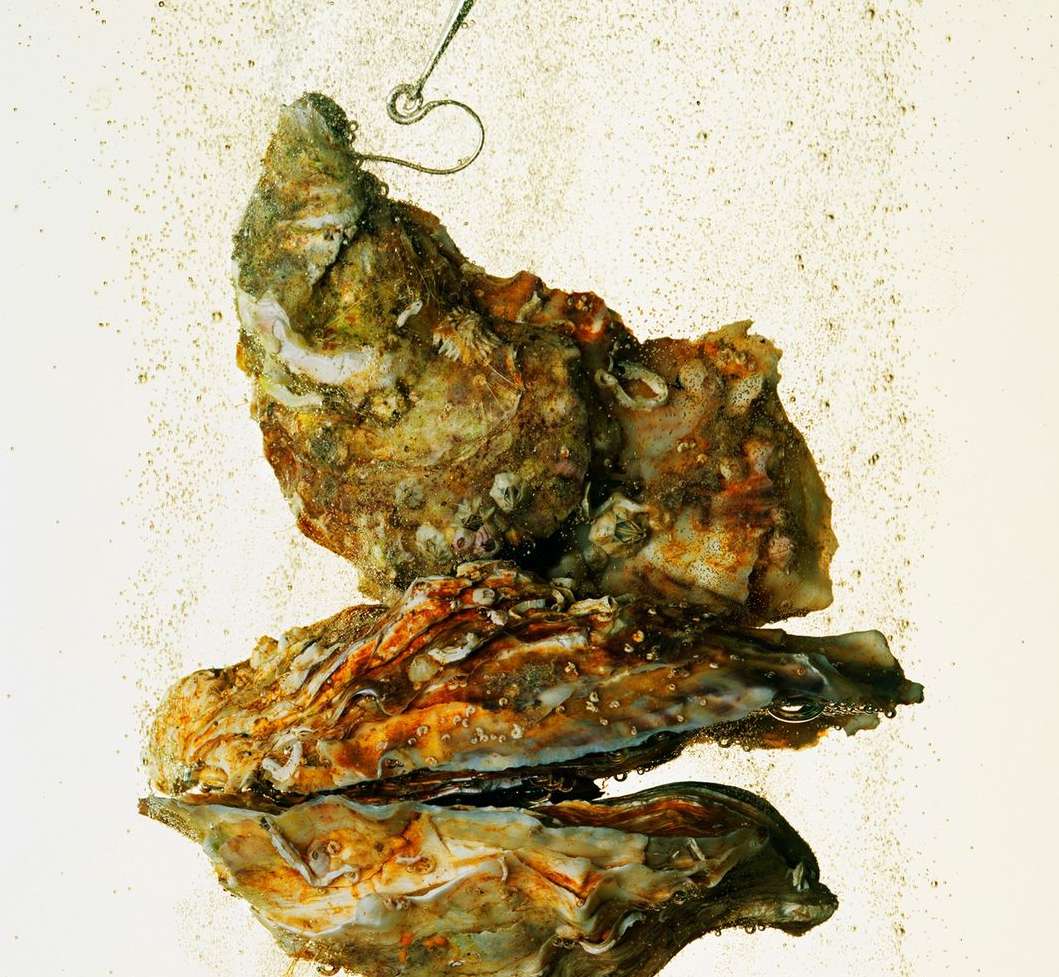 Three oysters stacked on top of each other with an oyster fork in an off-white background with fine particulate and bubbles.