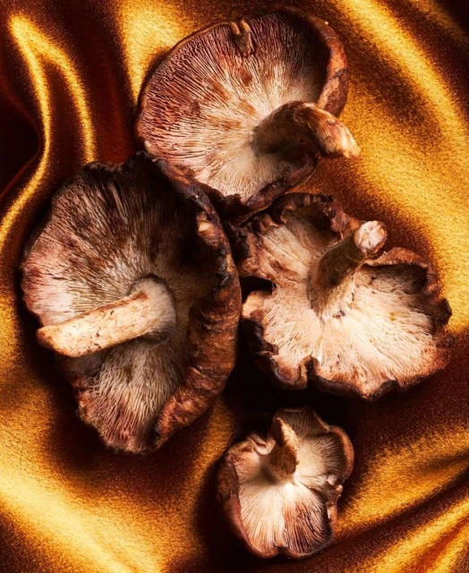 Close-up still life of four shiitake mushrooms with visible gills on a golden-brown satin textile background, shot with studio lighting.