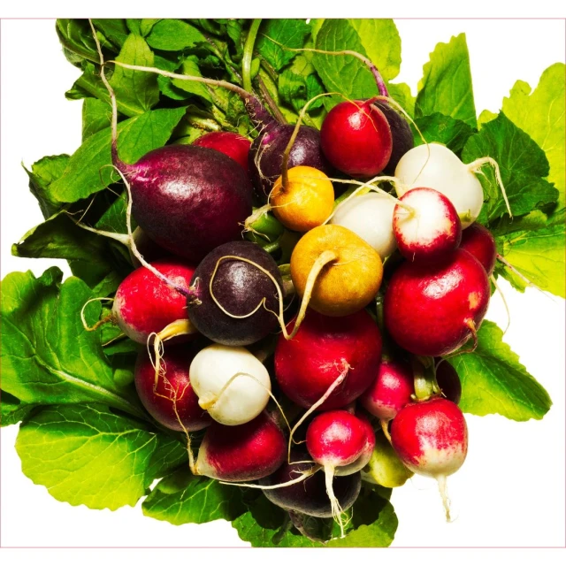 Fresh radishes with green leaves in an overhead shot against white backdrop. Variety of colors and shapes of radishes are displayed.