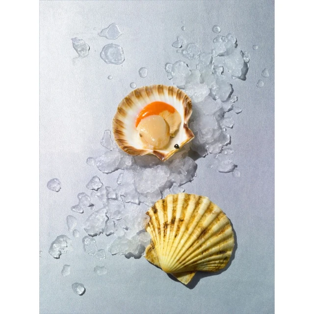 Overhead studio shot of two scallop shells on a textured silver background with crushed ice for Food and Beverage industry usage.