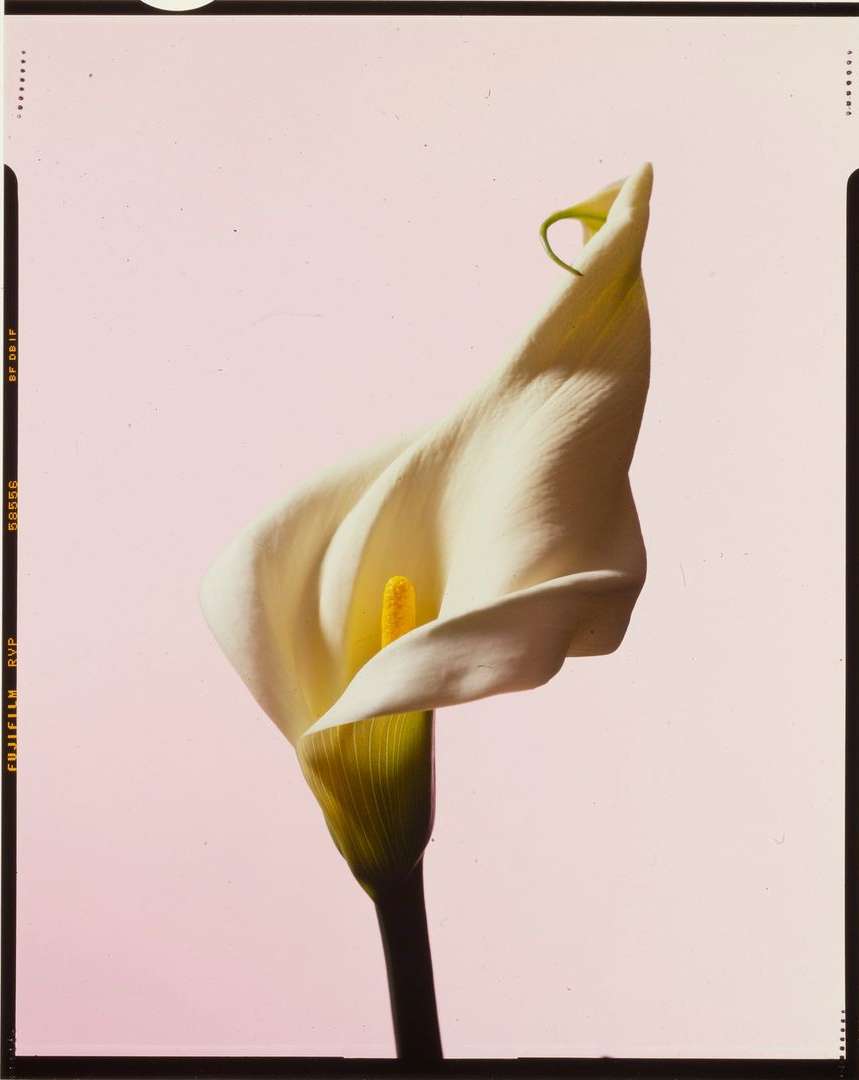 Elegant close-up of a single white Calla Lily flower with a yellow spadix and green stem against a pale pink background.