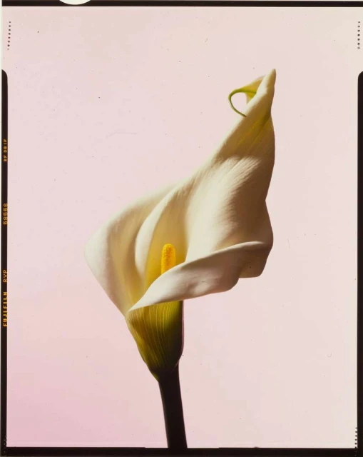 Elegant close-up of a single white Calla Lily flower with a yellow spadix and green stem against a pale pink background.