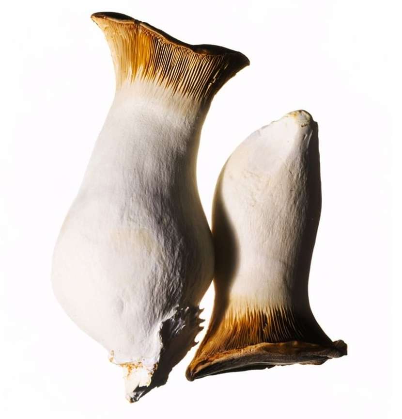 Close-up of two fresh king oyster mushrooms with their thick white stems and tan caps, set against a bright white background.