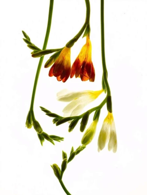 Elegant floral arrangement featuring red, white, and yellow freesia flowers, showcasing delicate details and soft lighting on a bright background.