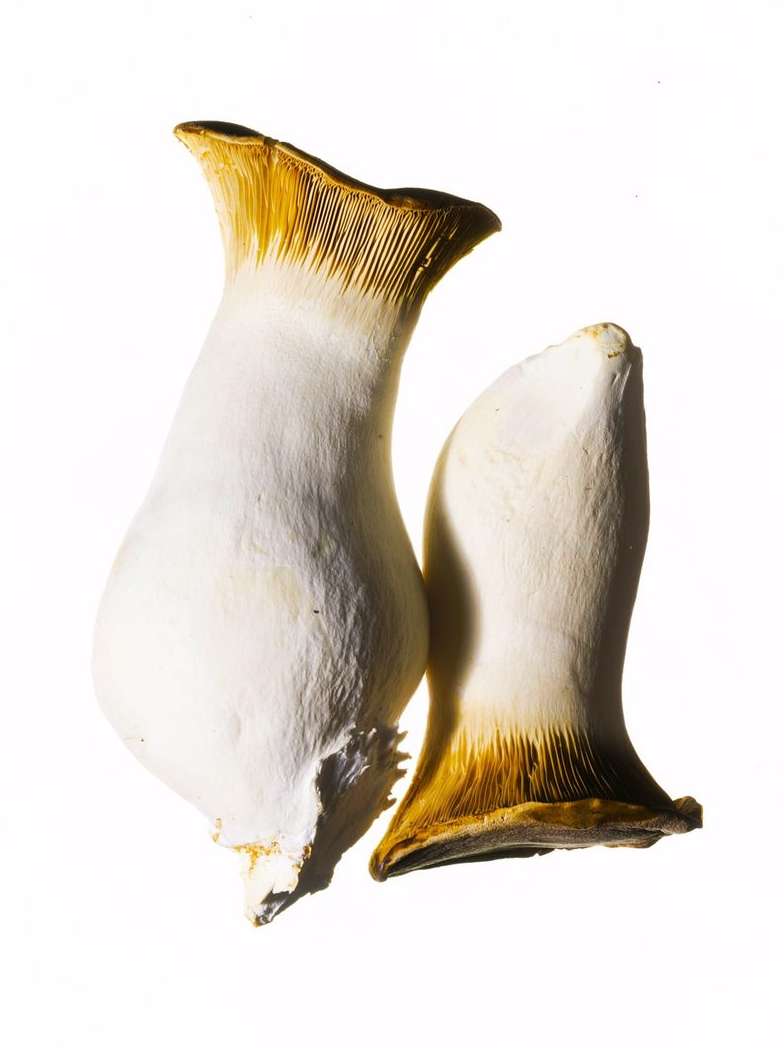 Close-up studio shot featuring two king oyster mushrooms with tan and white colouring against a white background, emphasizing textures.