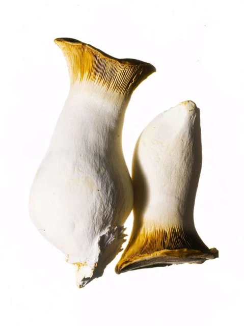 Close-up studio shot featuring two king oyster mushrooms with tan and white colouring against a white background, emphasizing textures.
