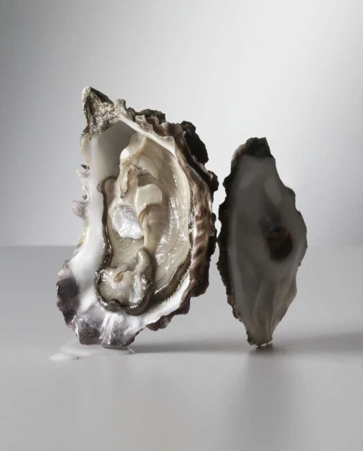 Still life shot of an open oyster shell with white flesh, and a second oyster shell, both displayed on a reflective white surface.