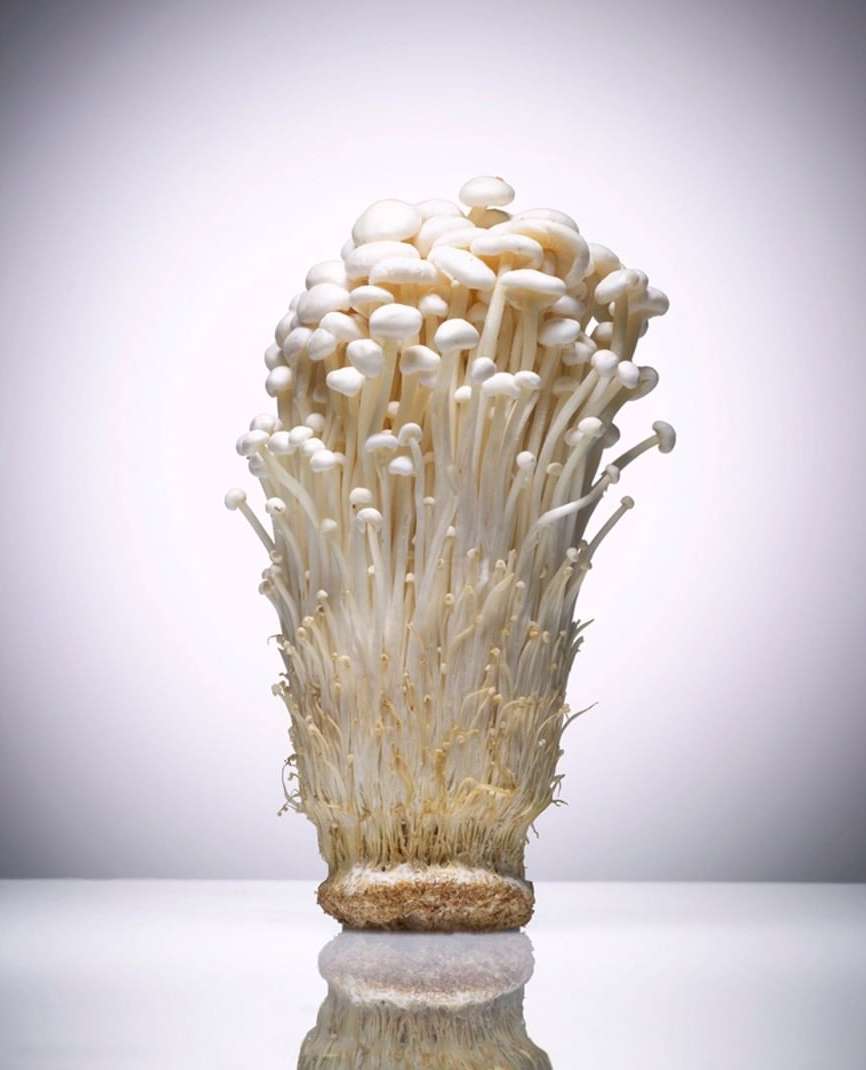 Enoki mushrooms, also known as golden needle mushrooms, photographed indoors on a white reflective surface with a soft light.