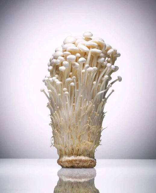 Enoki mushrooms, also known as golden needle mushrooms, photographed indoors on a white reflective surface with a soft light.