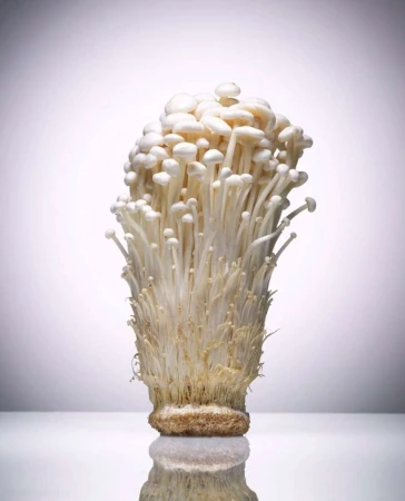 Enoki mushrooms, also known as golden needle mushrooms, photographed indoors on a white reflective surface with a soft light.