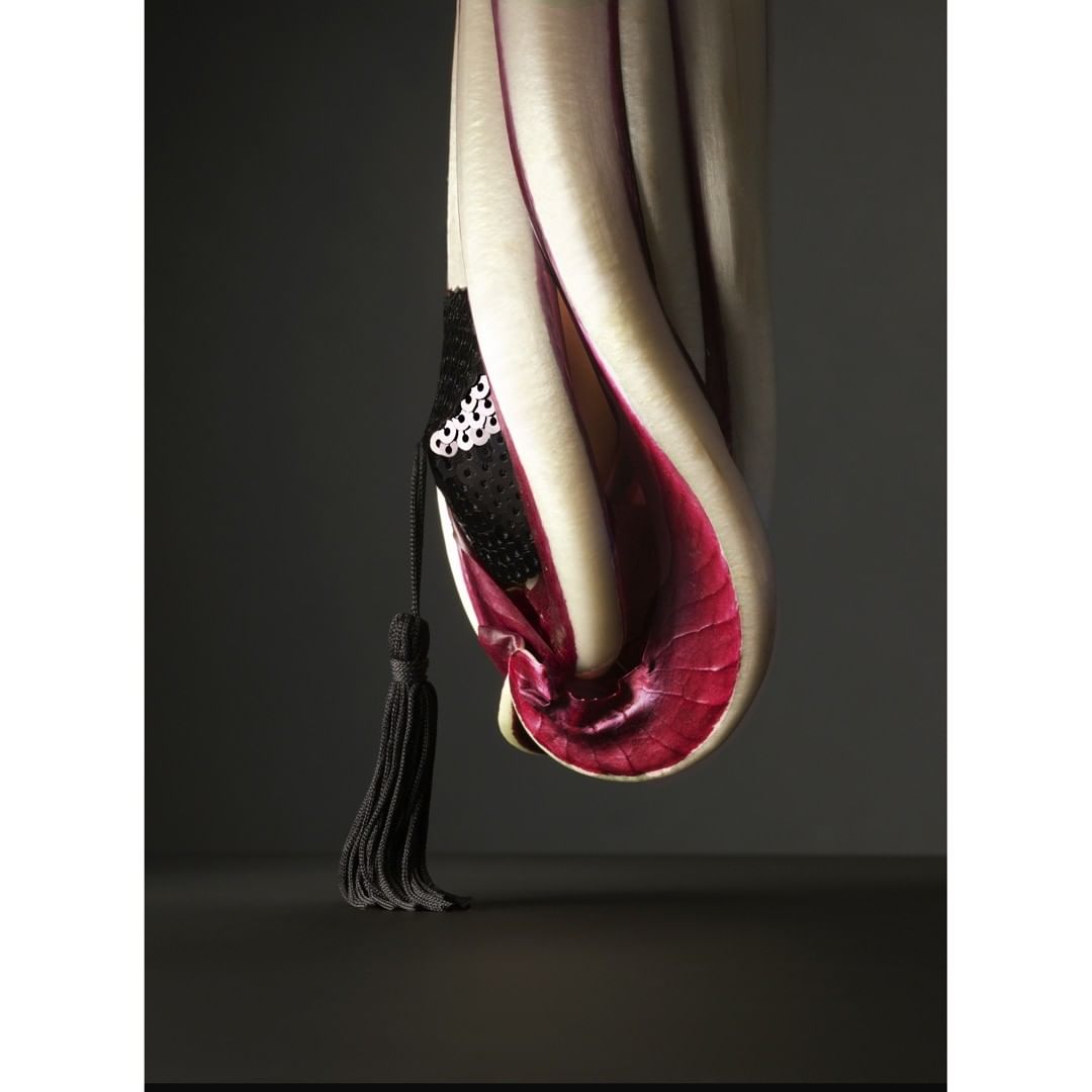 Still life of a radicchio head with a black tasseled bra hanging from its leaves, set against a dark gray backdrop.