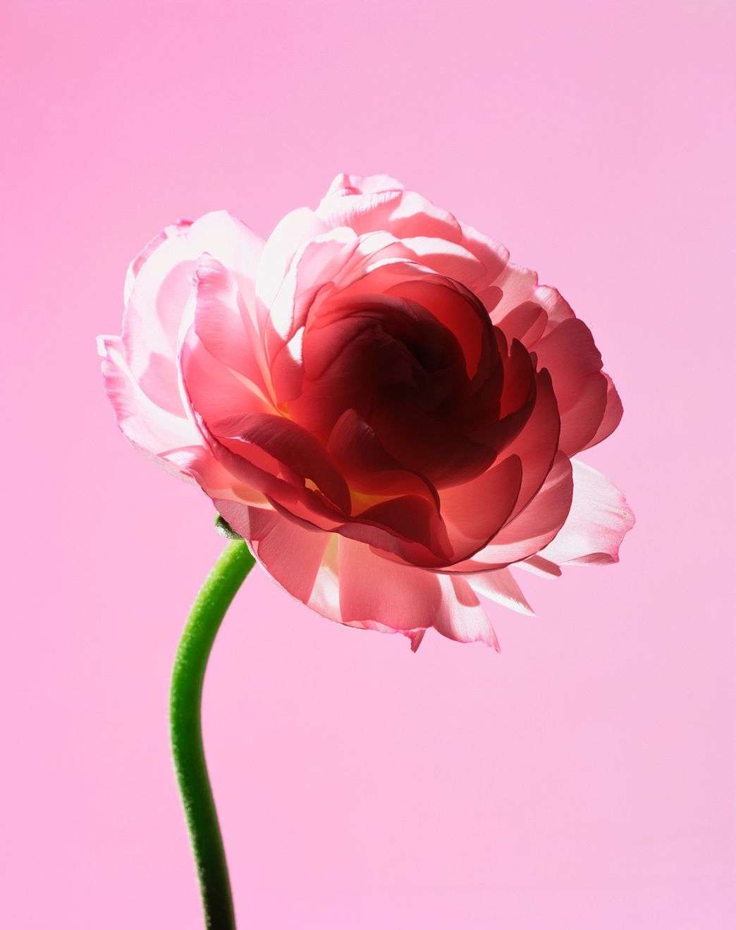 Close-up shot of a pink ranunculus flower with delicate petals and a green stem against a soft pink background. Floral still life.