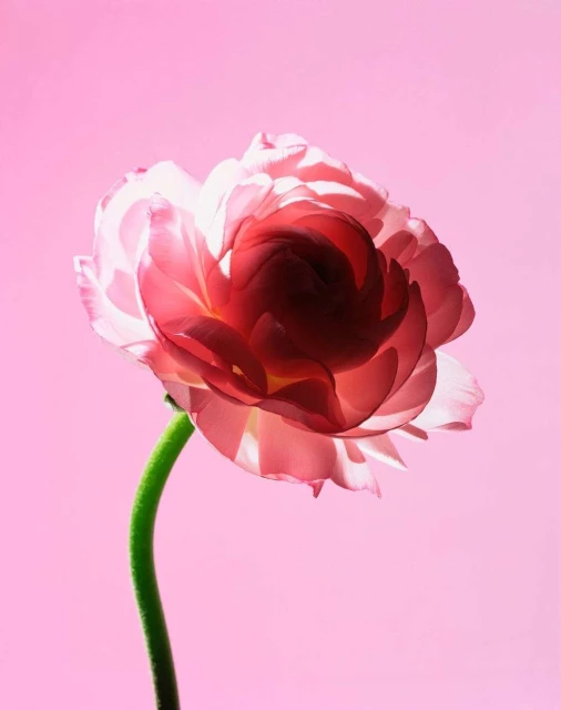 Close-up shot of a pink ranunculus flower with delicate petals and a green stem against a soft pink background. Floral still life.