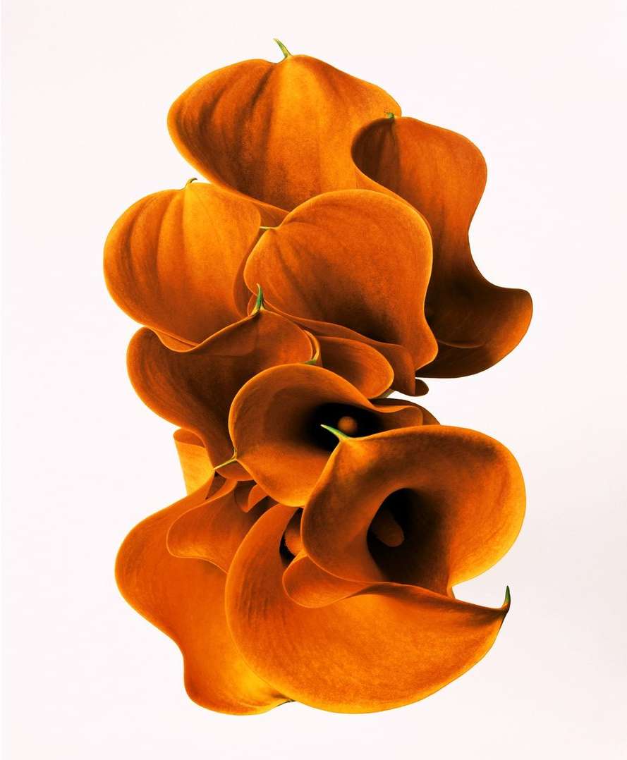 Close-up photography showcases vibrant orange Calla Lily flowers against a clean white backdrop in a vertical arrangement. 