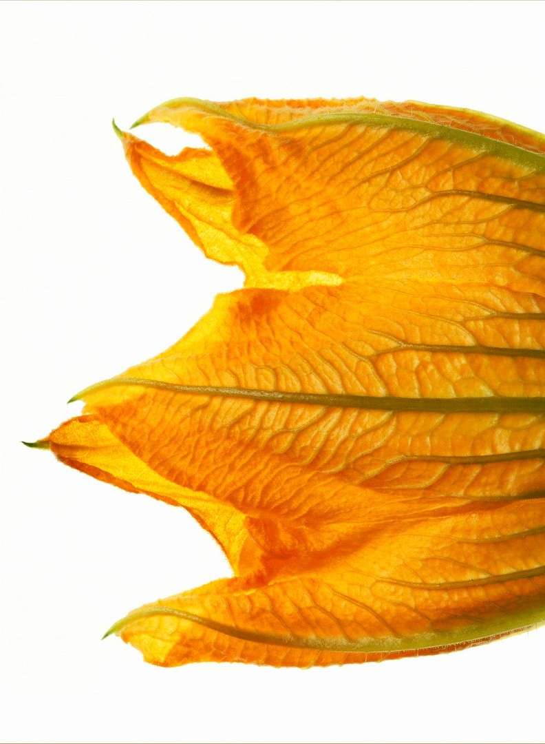 Macro photograph of a yellow squash blossom with detailed petal textures against a bright, clean, white background, capturing its beauty.