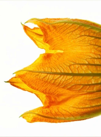 Macro photograph of a yellow squash blossom with detailed petal textures against a bright, clean, white background, capturing its beauty.