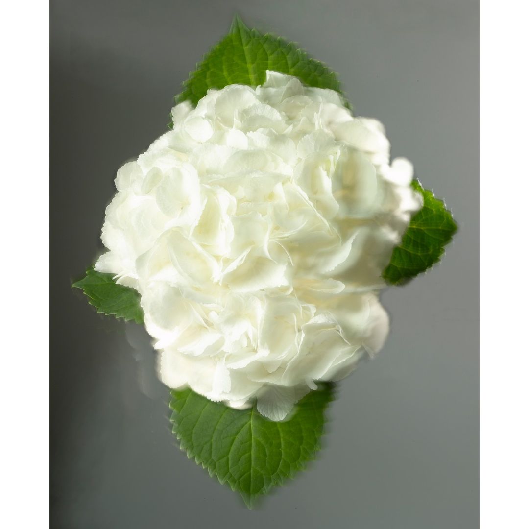Close-up studio shot of a white hydrangea bloom with green leaves. Soft lighting highlights delicate petals and textured leaf veins.
