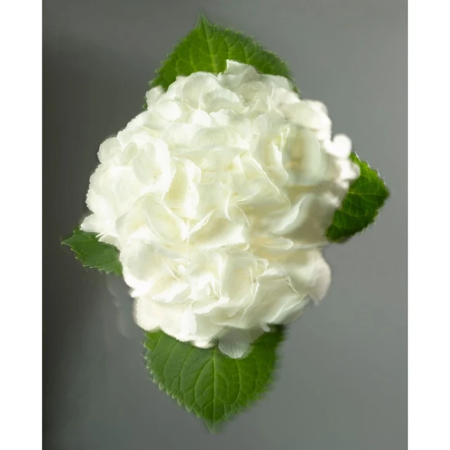 Close-up studio shot of a white hydrangea bloom with green leaves. Soft lighting highlights delicate petals and textured leaf veins.