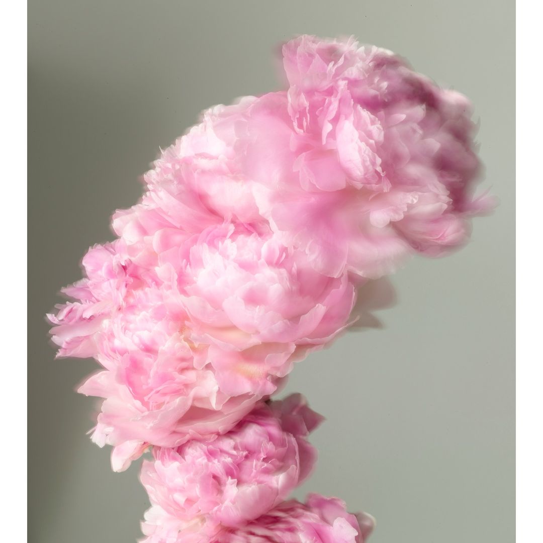 Stack of pink peony flowers on a light background. Floral art, floral design, nature, botanical photography, close-up, pastel colors.