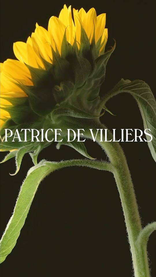 Close-up studio shot of a bright yellow sunflower with green stem and leaves against a black background, text "Patrice De Villiers" visible.