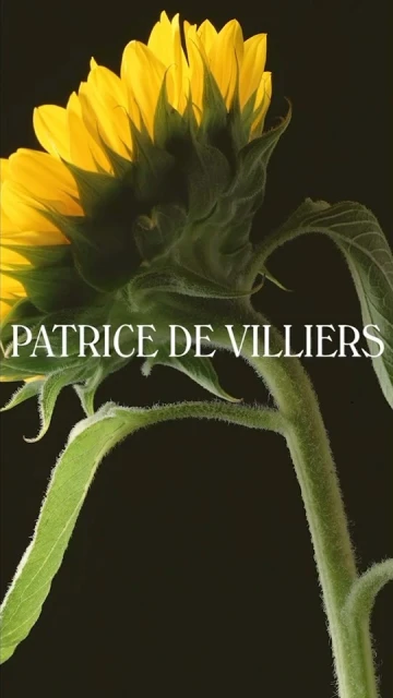 Close-up studio shot of a bright yellow sunflower with green stem and leaves against a black background, text "Patrice De Villiers" visible.