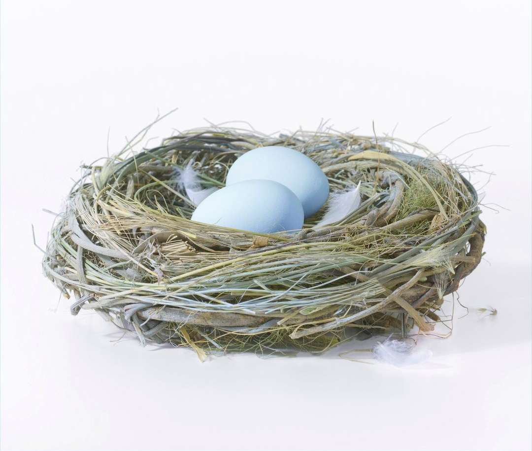 Bird's nest with light blue eggs and white feathers inside, set against a white background. Springtime and nature concept.