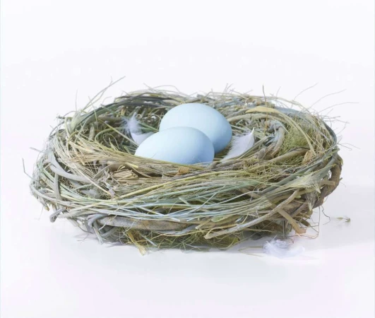Bird's nest with light blue eggs and white feathers inside, set against a white background. Springtime and nature concept.