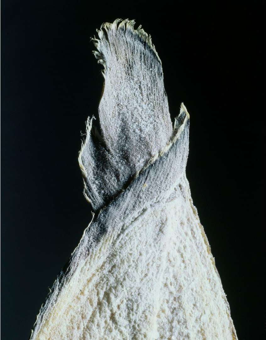 Close-up of a tightly wound plant bud with soft white texture and a gray-toned frond-like top, set against a stark black backdrop.