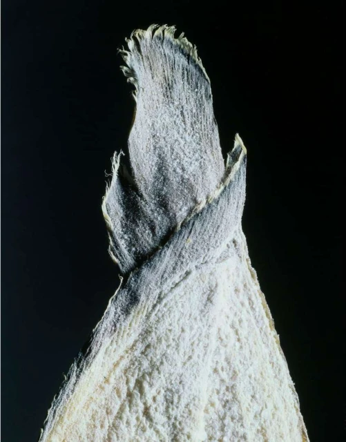 Close-up of a tightly wound plant bud with soft white texture and a gray-toned frond-like top, set against a stark black backdrop.