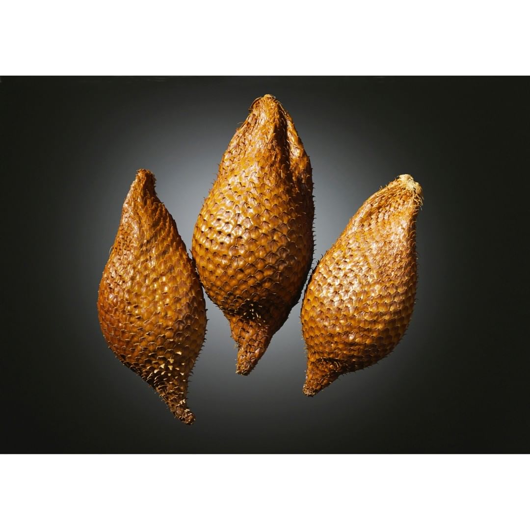 Still life studio shot of three Salak fruits against a gradient dark gray background, showcasing their spiky brown skin.