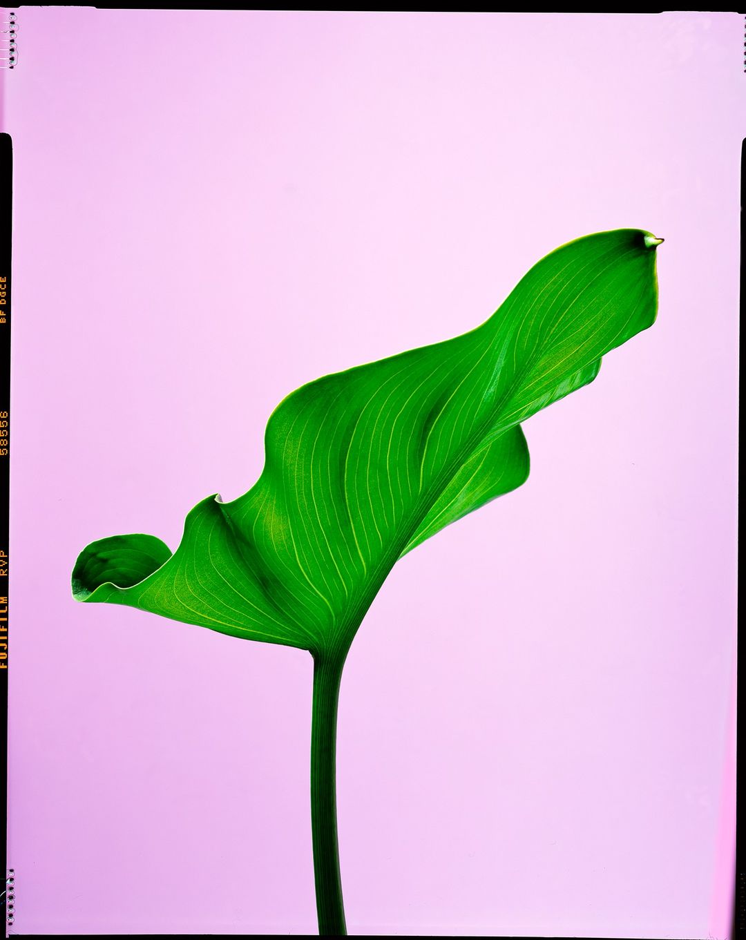 Macro photograph of a vibrant green calla lily leaf against a soft pink background, highlighting its intricate vein patterns.