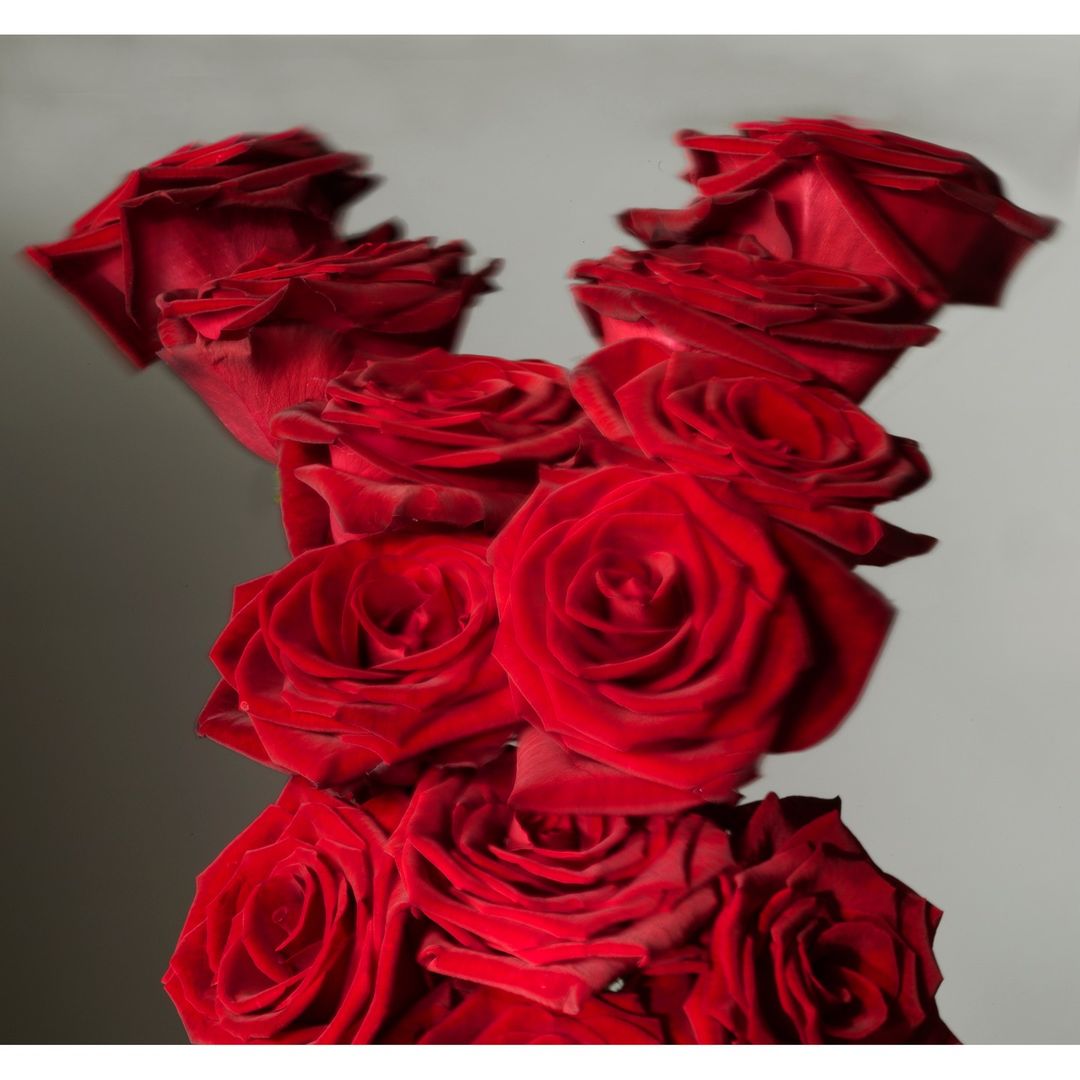 Close-up still life of multiple dark red roses arranged together in a floral display, set against a gradient grey background.