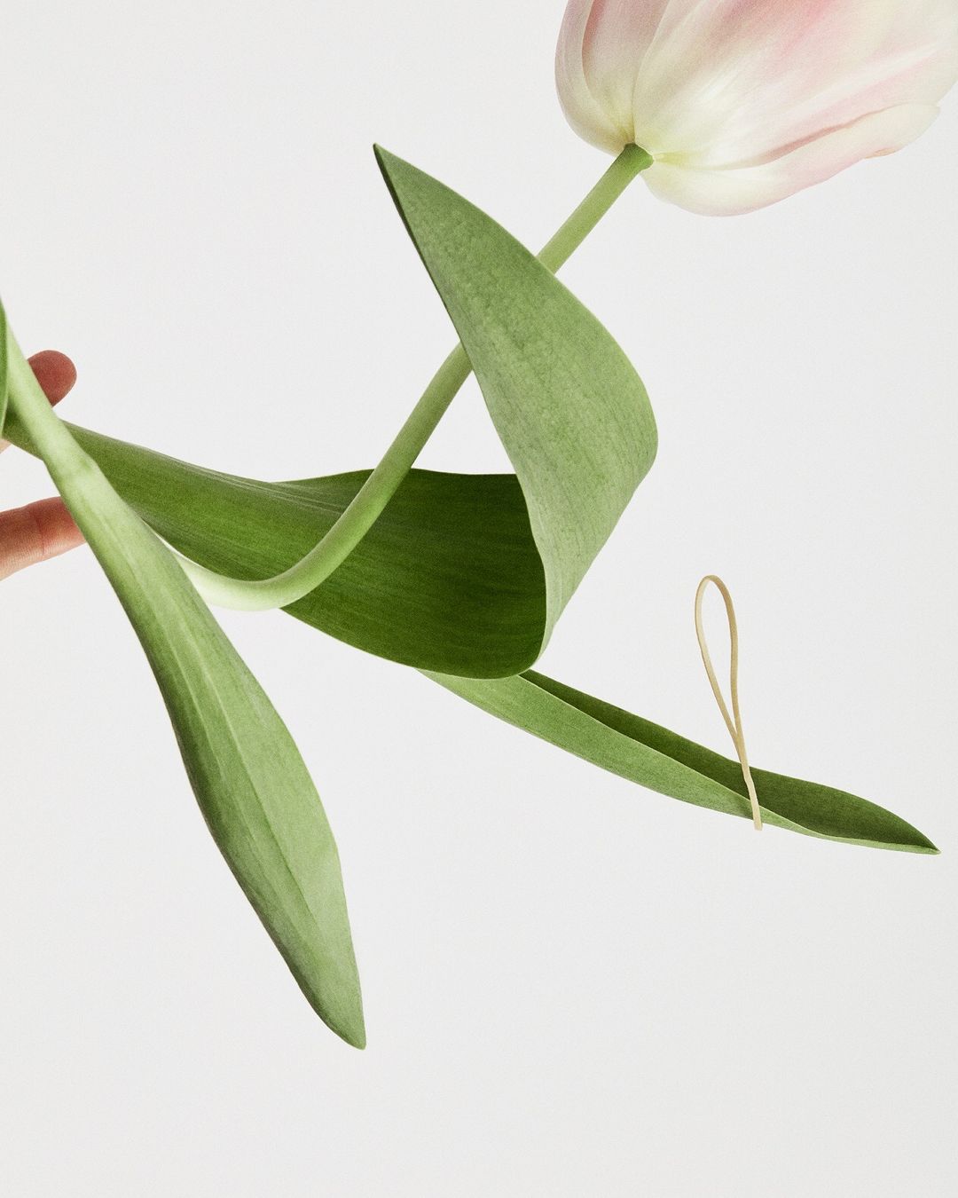 Close-up studio shot of a pink and white tulip with green leaves held in a person's hand against a clean, bright white backdrop.