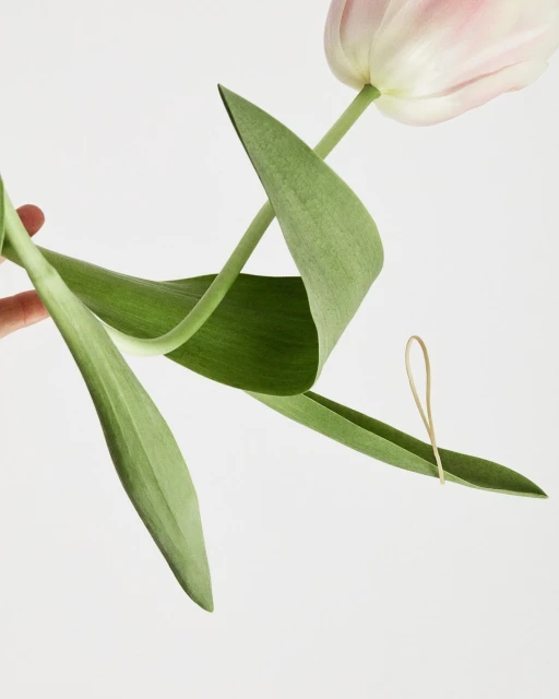 Close-up studio shot of a pink and white tulip with green leaves held in a person's hand against a clean, bright white backdrop.