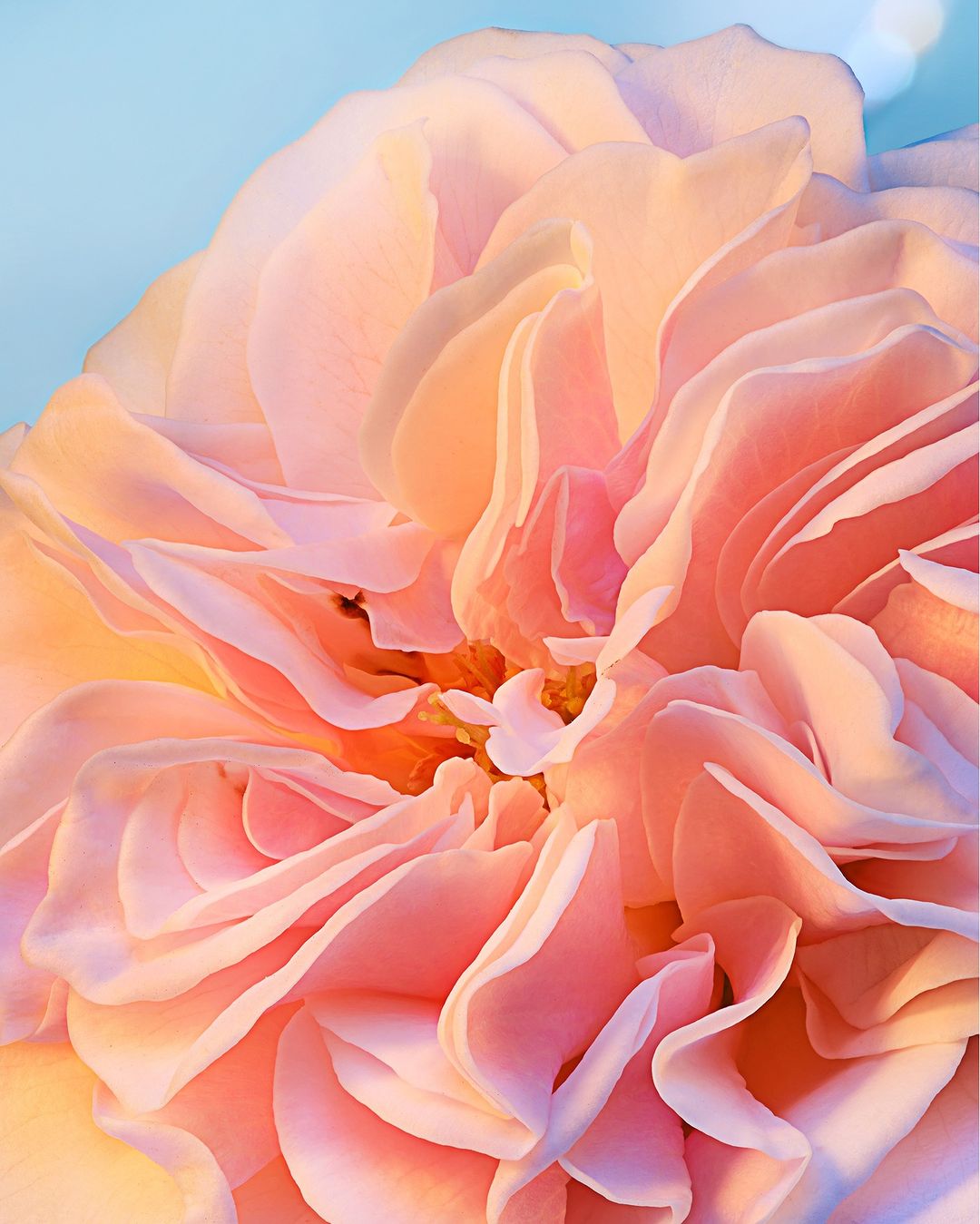 Close-up photograph of a pink rose with layered petals on a soft blue background creating a visually striking floral composition.