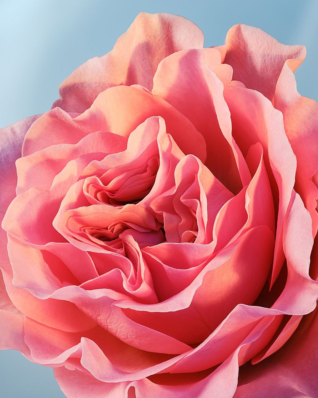 Close-up studio shot of a vibrant pink rose in full bloom, showcasing its intricate petal structure against a soft, light blue background.