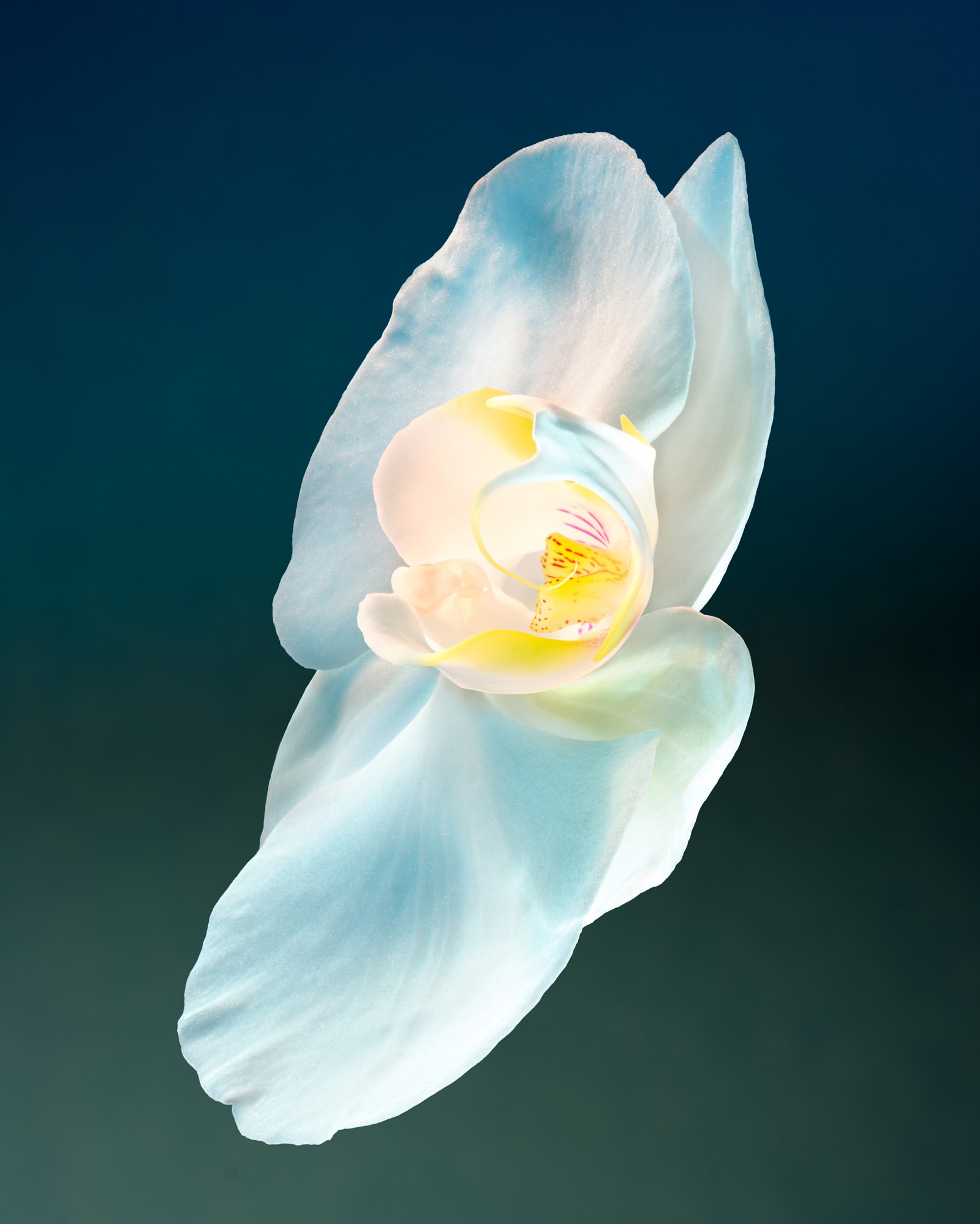 Macro photograph of a single, delicate white orchid with yellow accents, set against a dark teal gradient background.