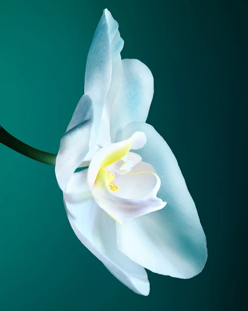 Close-up studio shot of a white orchid flower against a turquoise background, showcasing its delicate petals and form.