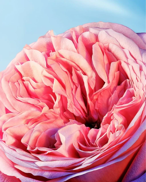 Macro photograph of a pink rose in full bloom against a light blue background, showcasing its intricate petal structure and soft coloration.