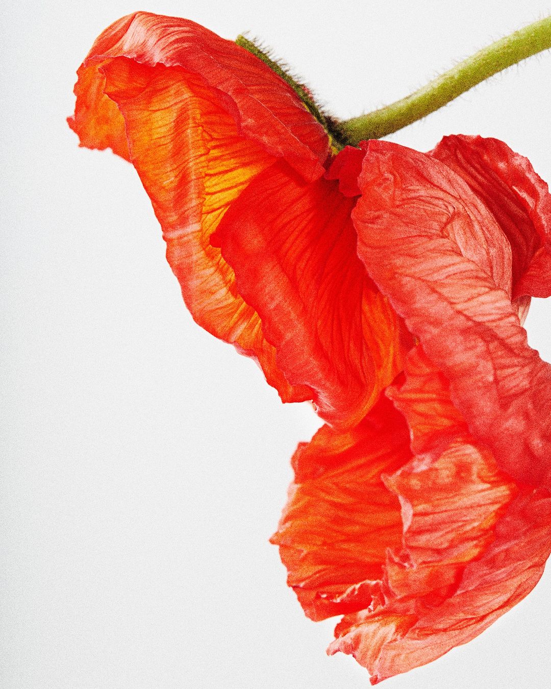 Close-up of a vibrant orange poppy flower with a green stem set against a bright white background, showcasing intricate petal details.