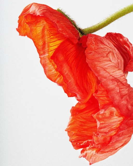 Close-up of a vibrant orange poppy flower with a green stem set against a bright white background, showcasing intricate petal details.
