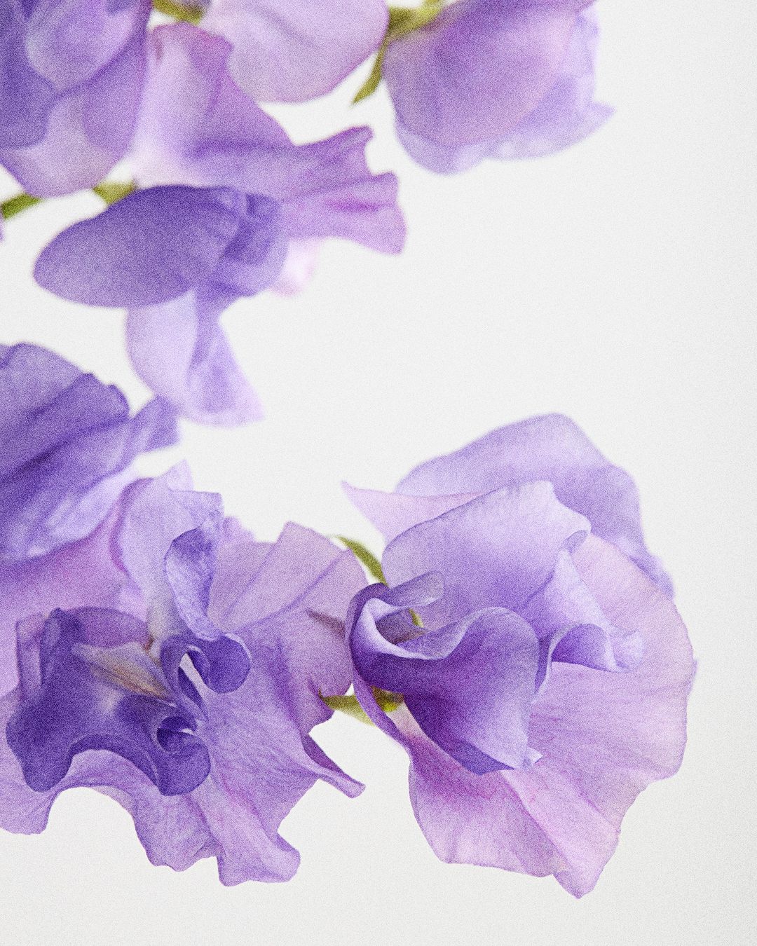 Macro photograph of purple sweet pea flowers against a white background. Floral photography with pastel colors and shallow depth of field.