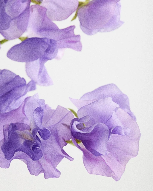 Macro photograph of purple sweet pea flowers against a white background. Floral photography with pastel colors and shallow depth of field.