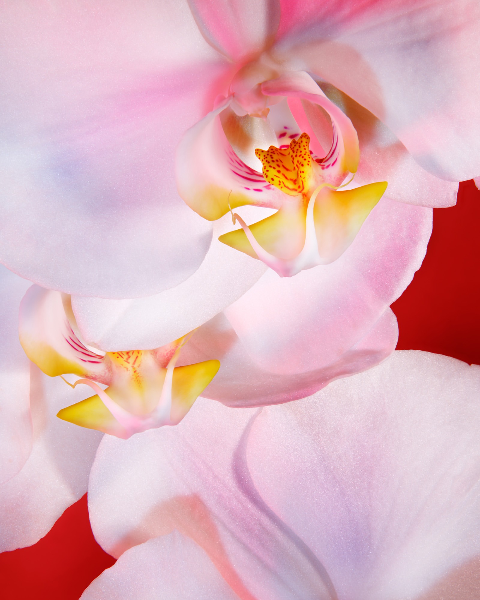 Close-up photography of a white and pink orchid flower with a bright red background, showcasing delicate details and vibrant color contrast.
