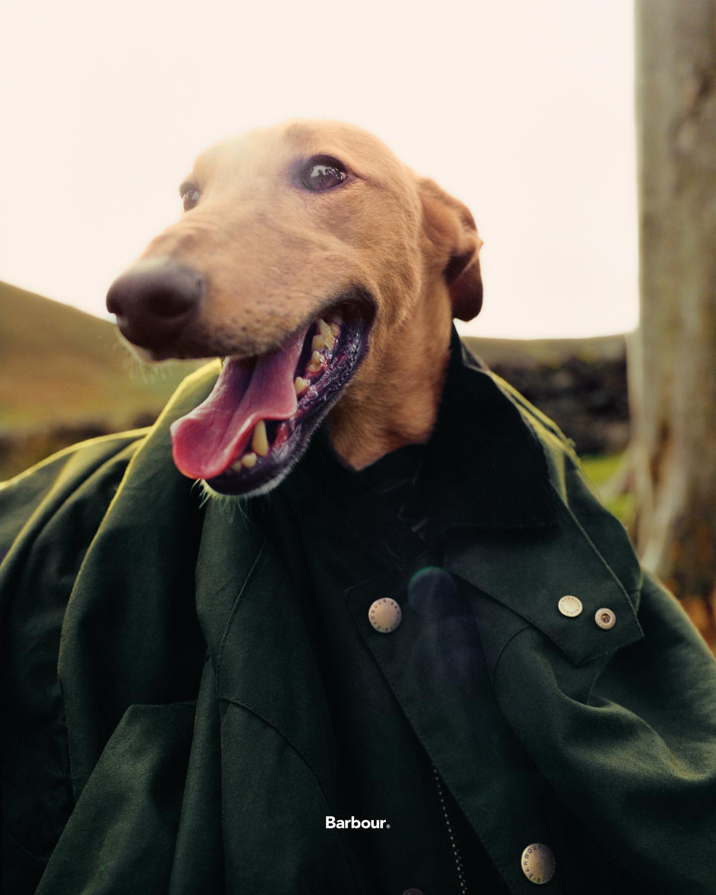 Dog with open mouth and tongue out, wearing a green Barbour jacket, outdoors in a field against a blurred backdrop.