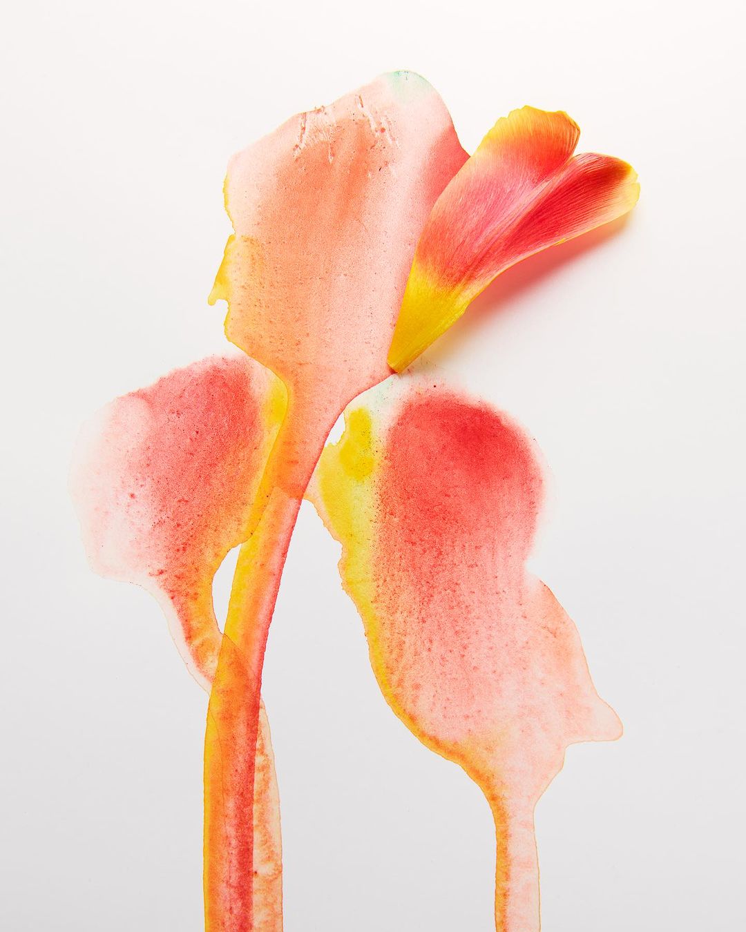 Abstract macro shot of flower petals with watercolor effect in shades of orange and yellow on a white background, high-key studio lighting.