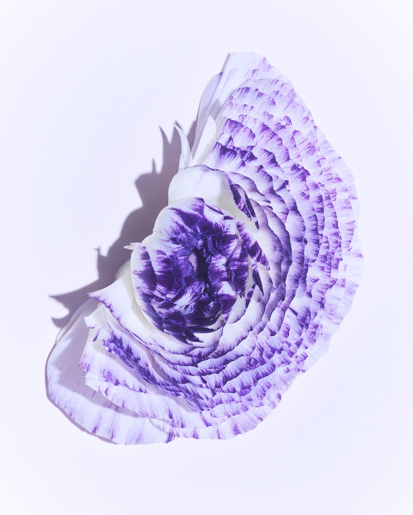 Closeup of a white flower with ruffled petals edged in purple on a white background with a subtle shadow, studio shot.